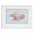 Seashell Still Life by Barbara Gibson For Sale
