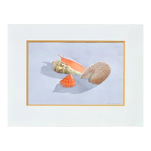 Seashell Still Life by Barbara Gibson