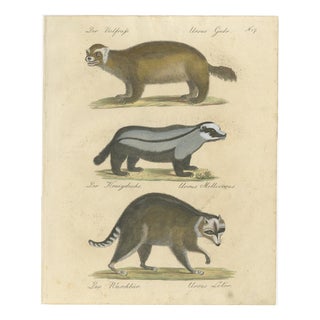 Brodtmann, Raccoon, Honey Badger & Wolverine, Lithograph, 1816 For Sale