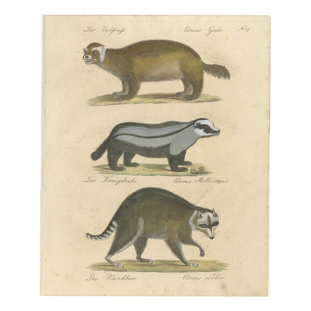 Brodtmann, Raccoon, Honey Badger & Wolverine, Lithograph, 1816 For Sale
