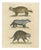 Brodtmann, Raccoon, Honey Badger & Wolverine, Lithograph, 1816 For Sale