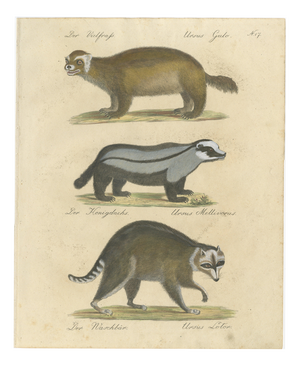Brodtmann, Raccoon, Honey Badger & Wolverine, Lithograph, 1816