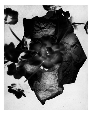 Ugne Pouwell, Unfold, 2026, Archival Pigment Print, Limited Edition of 15