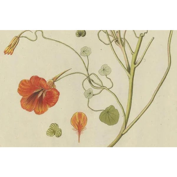 Late 18th Century Plenck, Indian Cress, Medicinal Plants, 1788, Engraving For Sale - Image 5 of 6