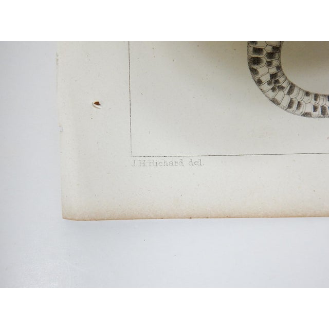 Rustic Mid 19th Century Us Pacifc Railroad Snake Lithograph Book Plate For Sale - Image 3 of 4