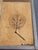 French Riviera Herbarium Coffee Table by Roger Capron, 1970 For Sale - Image 10 of 18