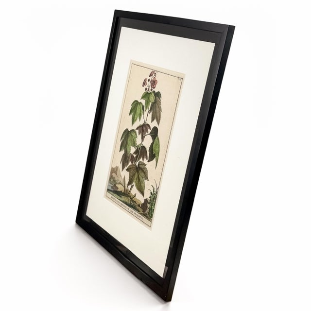 1696 Flowering Raspberry Hand-Colored Botanical Engraving by Abraham Munting For Sale In Columbus - Image 6 of 8