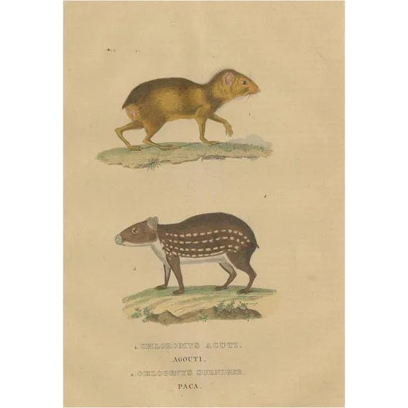 Drapiez, The Agile Agouti and the Spotted Paca, 1845, Print For Sale