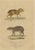 Drapiez, The Agile Agouti and the Spotted Paca, 1845, Print For Sale