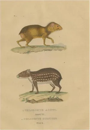 Drapiez, The Agile Agouti and the Spotted Paca, 1845, Print