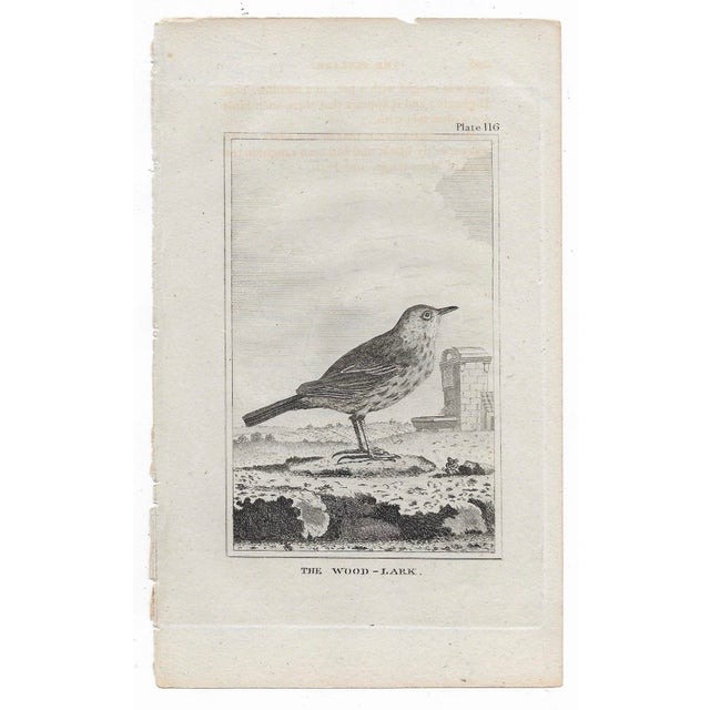 Antique engraving of "The Wood - Lark" by Georges-Louis Leclerc, Comte de Buffon (1707-1788) from an English printing of...