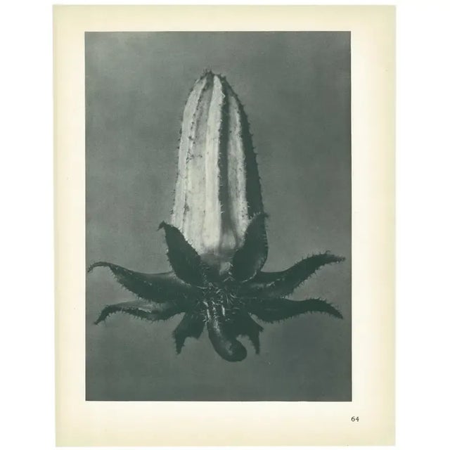1928 Michaux's Bell-Flower by Karl Blossfeldt, Original Period Photogravure N64 For Sale In Dallas - Image 6 of 6