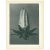 1928 Michaux's Bell-Flower by Karl Blossfeldt, Original Period Photogravure N64 For Sale In Dallas - Image 6 of 6