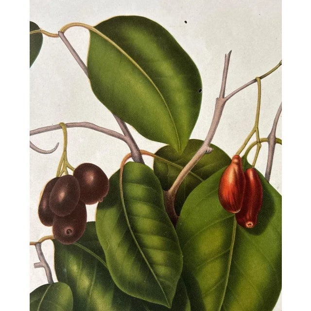 Paper Hoola Van Nooten, Sizygium Jambolanum Java Plum, 1863, Lithograph For Sale - Image 7 of 10