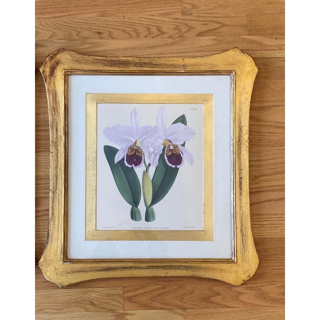 English Late 20th Century English Traditional Orchid Prints, Framed - a Pair For Sale - Image 3 of 6