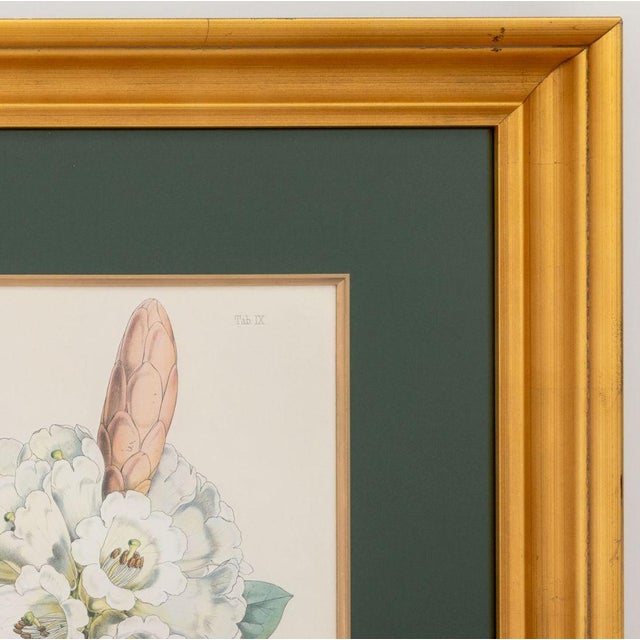 Green Walter Hood Fitch Botanical Offset Lithographs, 2 For Sale - Image 8 of 16