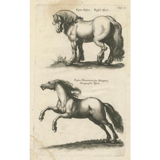 Baroque Jonstonus & Merian, Early Frisian and Hungarian Horse Engraving, 1650, Engraving For Sale - Image 3 of 12