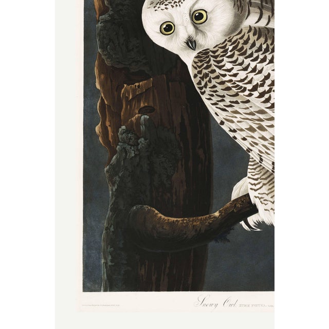 John James Audubon Snowy Owl, 1827 – John James Audubon Vintage Bird Art Print, 24" X 36" For Sale - Image 4 of 11