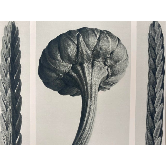 Exquisite Botanical photogravure from famed Urformen Der Kunst portfolio by Blossfeldt . Karl Blossfeldt (1865 - 1932) was...