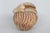 Late 20th Century Harmony Kingdom Roly Poly Gleason Goat Ram Box Figurine With Original Box 5123b For Sale - Image 5 of 17