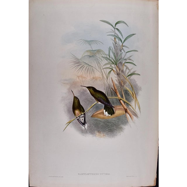 This is an original 19th century hand-colored folio-sized lithograph entitled "Campylopterus Cuvieri" (Cuvier's Sabre-wing...