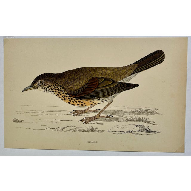 Antique Hand Colored Bird Print From England Showcasing a Stunning Thrush - Circa 1880. Print measures 7 1/4” W x 4 1/2” T...