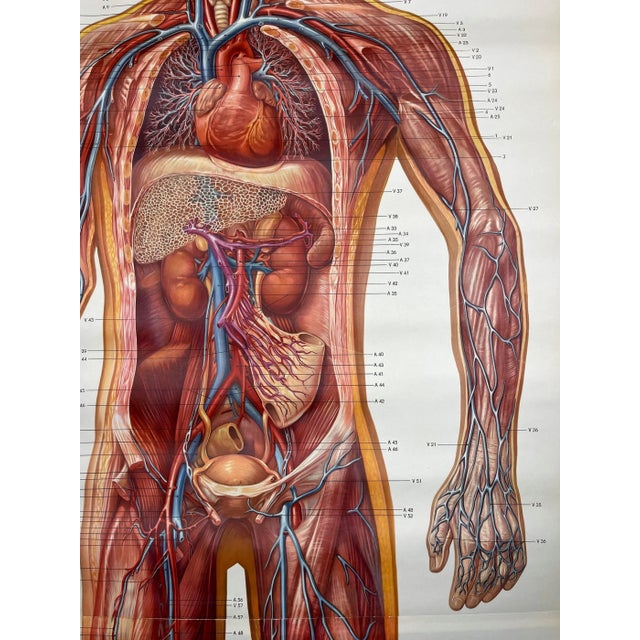 Textile Vintage Anatomic School Poster the Blood System from Deutsches Hygiene Museum Dresden GDR (East Germany), 1976 For Sale - Image 7 of 11