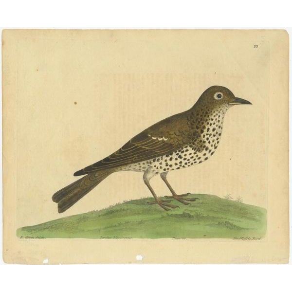 Antique bird print titled 'Turdus Viscivorus'. Original antique print of a mistle thrush. This print originates from 'A...