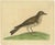 Antique bird print titled 'Turdus Viscivorus'. Original antique print of a mistle thrush. This print originates from 'A...