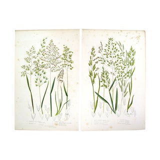 Antique 1860 Botanical Grasses Lithographs - A Pair For Sale