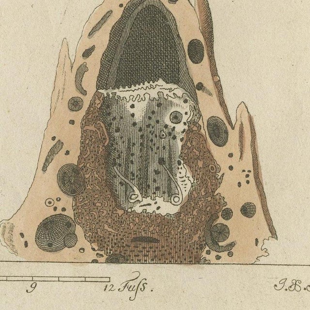 Bertuch, Termites and Termite Mound with Swollen Queen, 1805, Print For Sale - Image 4 of 12