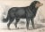 Antique Dog Print of a Newfoundland by Sir William Jardine London 1854 For Sale - Image 4 of 5