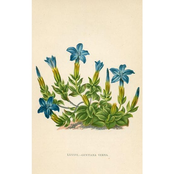 Original set of 4 antique botanical prints from a late 1800s folio featuring the Flora of the Alps. The plants shown on...