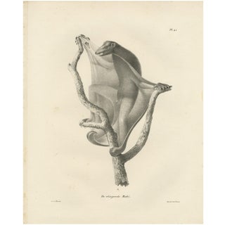 C.C. Last, The Flying Lemur, 1836, Paper For Sale