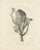 C.C. Last, The Flying Lemur, 1836, Paper For Sale