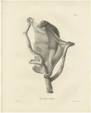 C.C. Last, The Flying Lemur, 1836, Paper