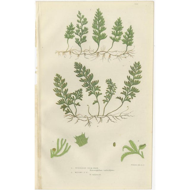 This cohesive botanical triptych presents three club moss species, illustrated with clarity and a strong sense of...