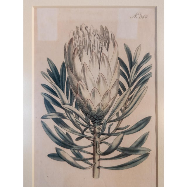 Paper 18th Century Hand Colored Botanical Engraving Curtis's Magazine Print Protea For Sale - Image 7 of 10