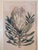 Paper 18th Century Hand Colored Botanical Engraving Curtis's Magazine Print Protea For Sale - Image 7 of 10
