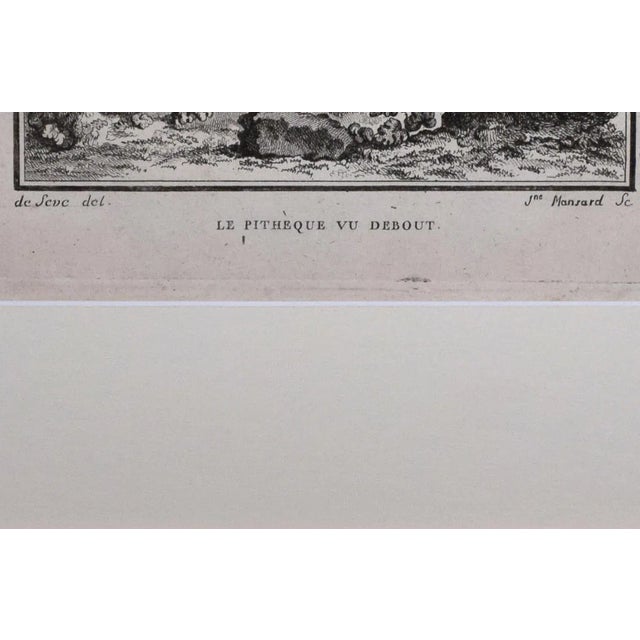 18th Century Original French Monkey Engraving by Buffon 1789 For Sale In New York - Image 6 of 8