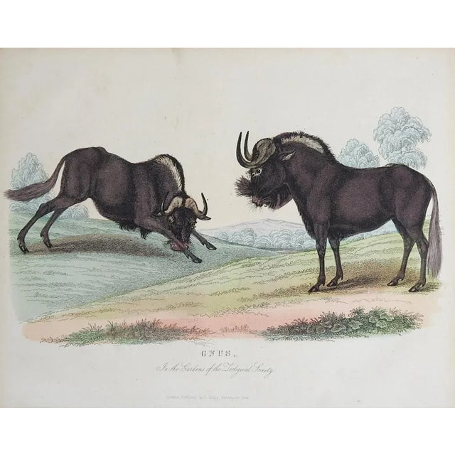 English Antique 1850s Large Antelope - a Pair For Sale - Image 3 of 5