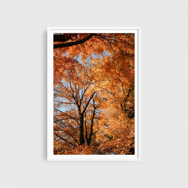 This photograph captures the vibrant beauty of fall leaves from a New Jersey autumn, with a striking upward perspective....