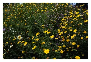 "Western Wildflowers Series, Entry #3" Photograph- 60" X 40"