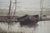 Antique Louis Harlow w.h. Shelton Signed Rowboat Riverscape Etching 22" For Sale - Image 11 of 11
