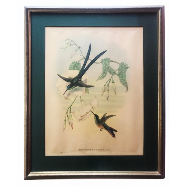 After W. Hart & HC Richter, Thalurania Refulgens and Hylonympha Macrocerca, 1800s, Hand-Colored Lithographs, Set of 2 For Sale - Image 15 of 18