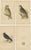 Set of four antique birds prints of an Egyptian eared owl, least European sparrow owl, black jackdaw and their eggs. These...