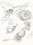 1966 Chagall Sketch 6 Lithograph Paris Opera For Sale