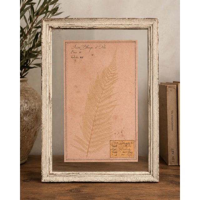 Restoration Hardware Restoration Hardware Framed Botanical Pressings, Set of 2 For Sale - Image 4 of 8