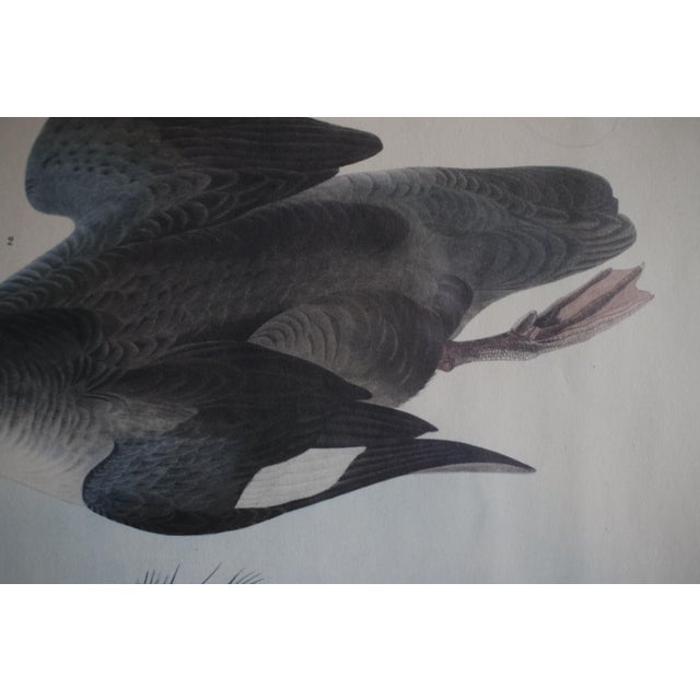 Mid-Century Lithograph of Audubon's "Red Breasted Merganser," in Dark Wood Frame For Sale - Image 14 of 17