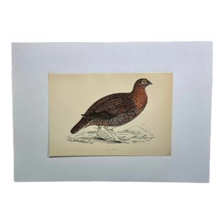 Antique Hand Colored Bird Print From England Showcasing a Red Grouse - Circa 1888 For Sale